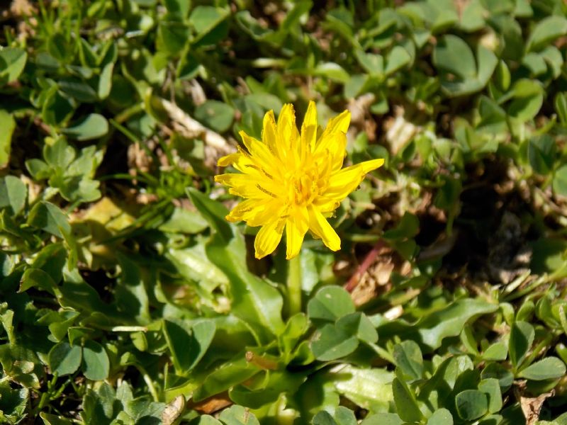 Taraxacum glaciale / Tarassaco appenninico